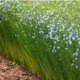 Flax Plant